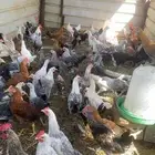 دجاج مشكل للبيع العمر 5 شهور على 25
