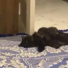 قطه تبني
