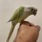 للبيع كنيور اليف لون مميز ( نعناع )