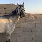 حصان شعبي