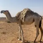 بكره باتليه شقحا حقه للبيع على جميع الشروط