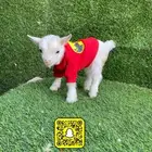 ماعز القزم