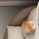 قطط