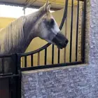 الحصان للبيع نوعه  واهو