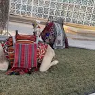 عرض يوم العيد خيول وجمال وسياسي لإيجار