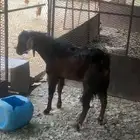 تيس للبيع فحل حار