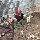 وز ودجاج بلدي