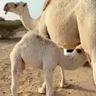 ابل خلفات كفو