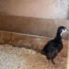 رومي عمره أسبوعين