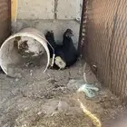 دجاجه براهما اصيل عليها فروخ