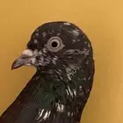 للبيع مسيوم 90