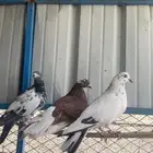 حمام للبيع