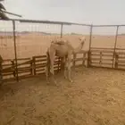 لبيع