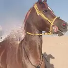 حصان عربي للبيع