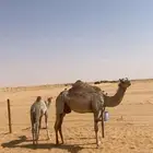 خلفه ام ثالث تحتها قعود