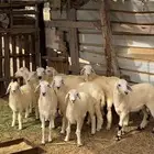 طليان القنفذه