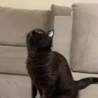 قط للتبني