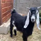 تيس ذبيحه تم اللبيع
