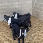 جفرات طيبات