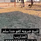 عشرا ضروبه علا جميع شروط