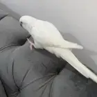 كويكر البينو