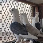 حمام حب الرمان
