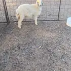 رخل تربيه