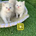 قطط هملايا صغيره