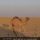 حوار لباني وبري. موجود بالملحمة