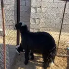 طليان للبيع