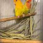 زوج روز منتج