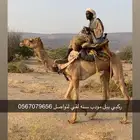 للبيع ركبي