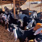 تيوس. العدد29 معهن 5 جفرات طيبه