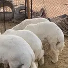 ذبايح شمال الرياض