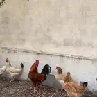 دجاج بلدي حضان