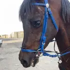 احصان