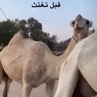 عشرا شحقا كفو