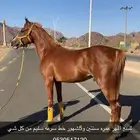 مهر خط سرعه