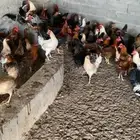 ديوك بلدي للبيع