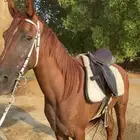 خيل جزيري للبيع