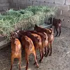 معزا دهم