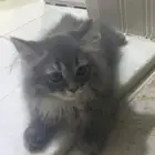 كيتن شيرازي للبيع