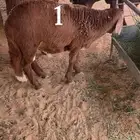 سواكن جذعان مرابي