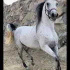 حصان شعبي من نوادر الشعبيات