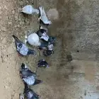 حمام بكستاني