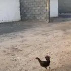 دجاج -نجران -شرط صحه -