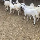 رخال مهجنه العد8