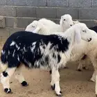 خروف طلي نجدي