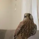 البيع باشق او شبوط مدرب