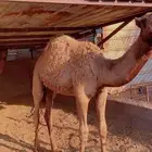 قعدان حاشي